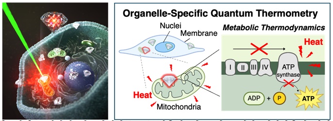 표적화된 나노다이아몬드를 이용한 세포 내 소기관 대사작용의 양자 온도센서 모식도 / 출처 : 한양대학교