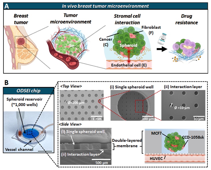 암세포 덩어리를 둘러싼 복합적 환경을 모방할 수 있는 ODSEI 칩의 개발 / 출처 : BRIC Bio통신원