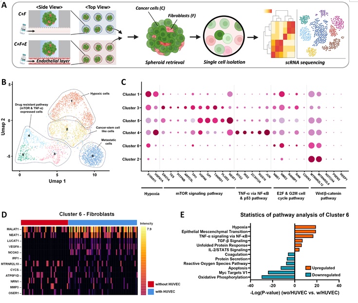 ODSEI 칩에서 회수된 스페로이드 단일세포 분석을 통한 약물 내성 규명 / 출처 : BRIC Bio통신원