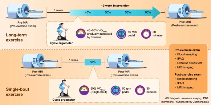 단발성 운동 및 지속적인 운동 일정과 운동 전후 검사를 포함한 연구 설계 그림 / 출처 : 네이처 커뮤니케이션즈