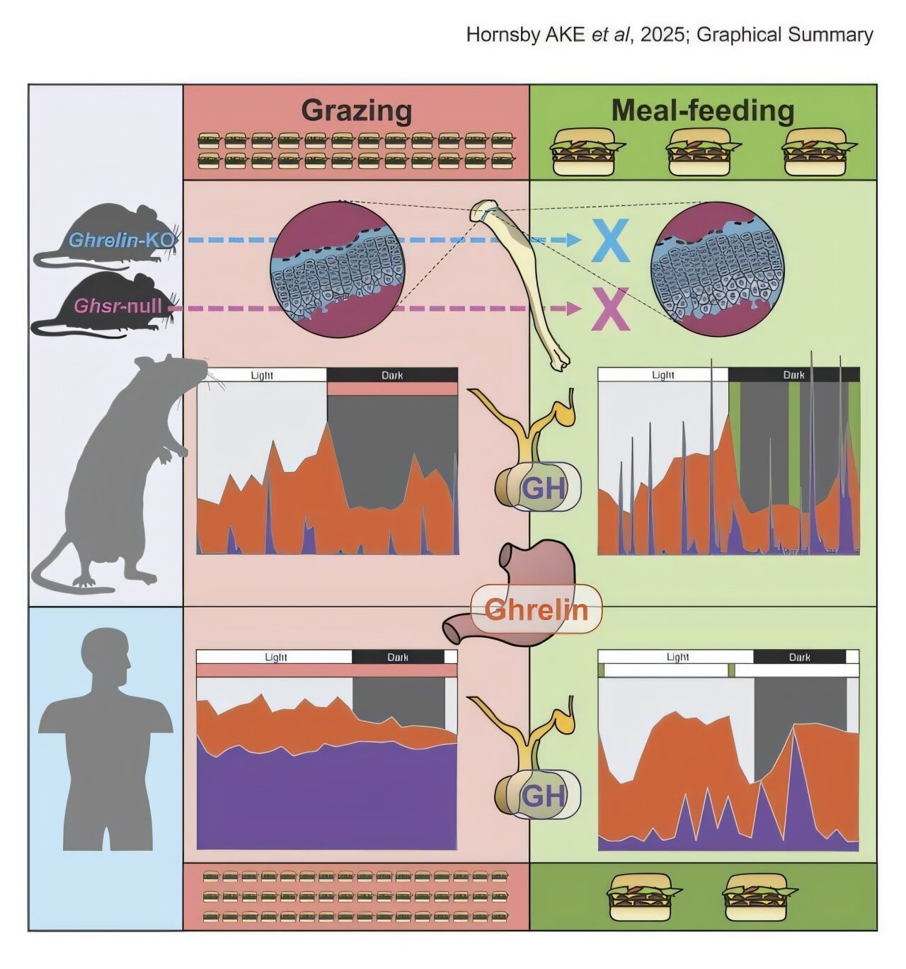 출처 : The Journal of Clinical Investigation