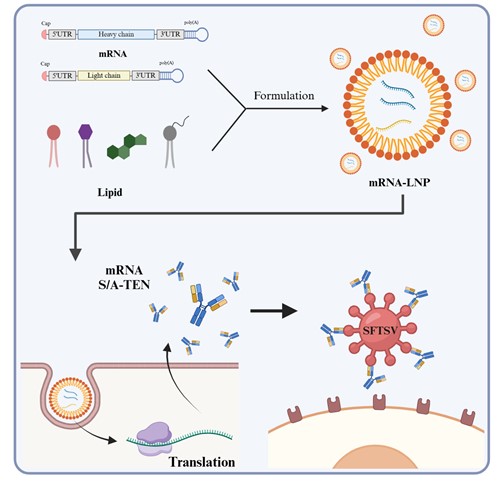 살인 진드기 바이러스(SFTS)를 없애기 위해 몸속에서 항체를 직접 만들어 치료하는 과정 / 출처 : BRIC Bio통신원