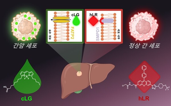 FATP2 표적 cLG(녹색)와 SMPD1 결합 hLR(붉은색)로 간암 세포와 정상 간 세포를 선택적으로 구별할 수 있는 형광 염색 기술 / 출처 : POSTECH