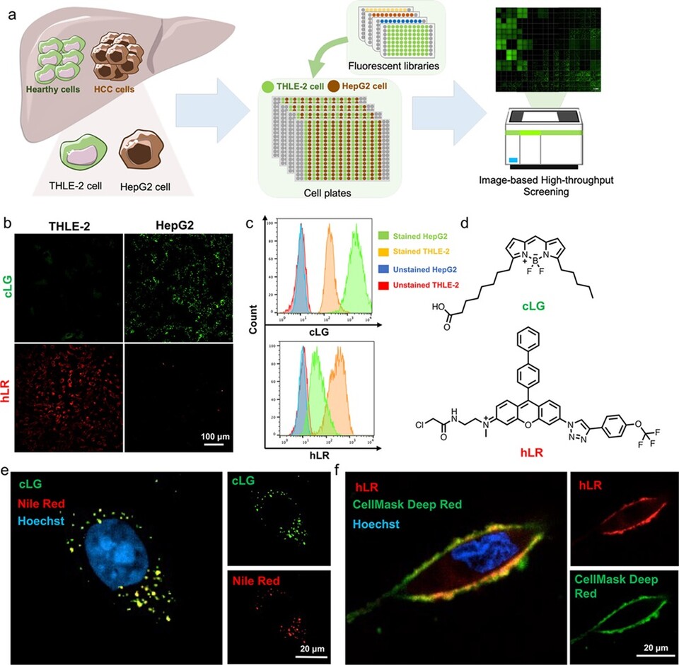 녹색과 붉은색으로 혼동 우려 없이 명확하게 구분할 수 있다는 점 또한 획기적이라 할 수 있다 / 출처 : 'ACS Central Science'