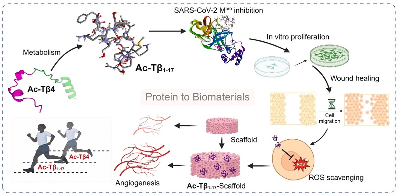 체내 단백질로부터 활성 펩타이드 소재 개발 / 출처 : 'Bioactive Materials'