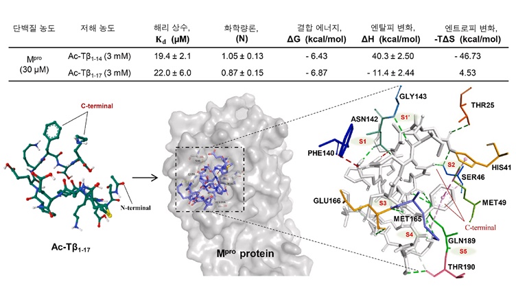 티모신 β4 단백질에는 항바이러스 효능이 없었지만, 그 대사체에는 항바이러스 효능을 비롯해 조직 재생 기능도 있다는 점이 발견됐다 / 출처 : BRIC Bio통신원