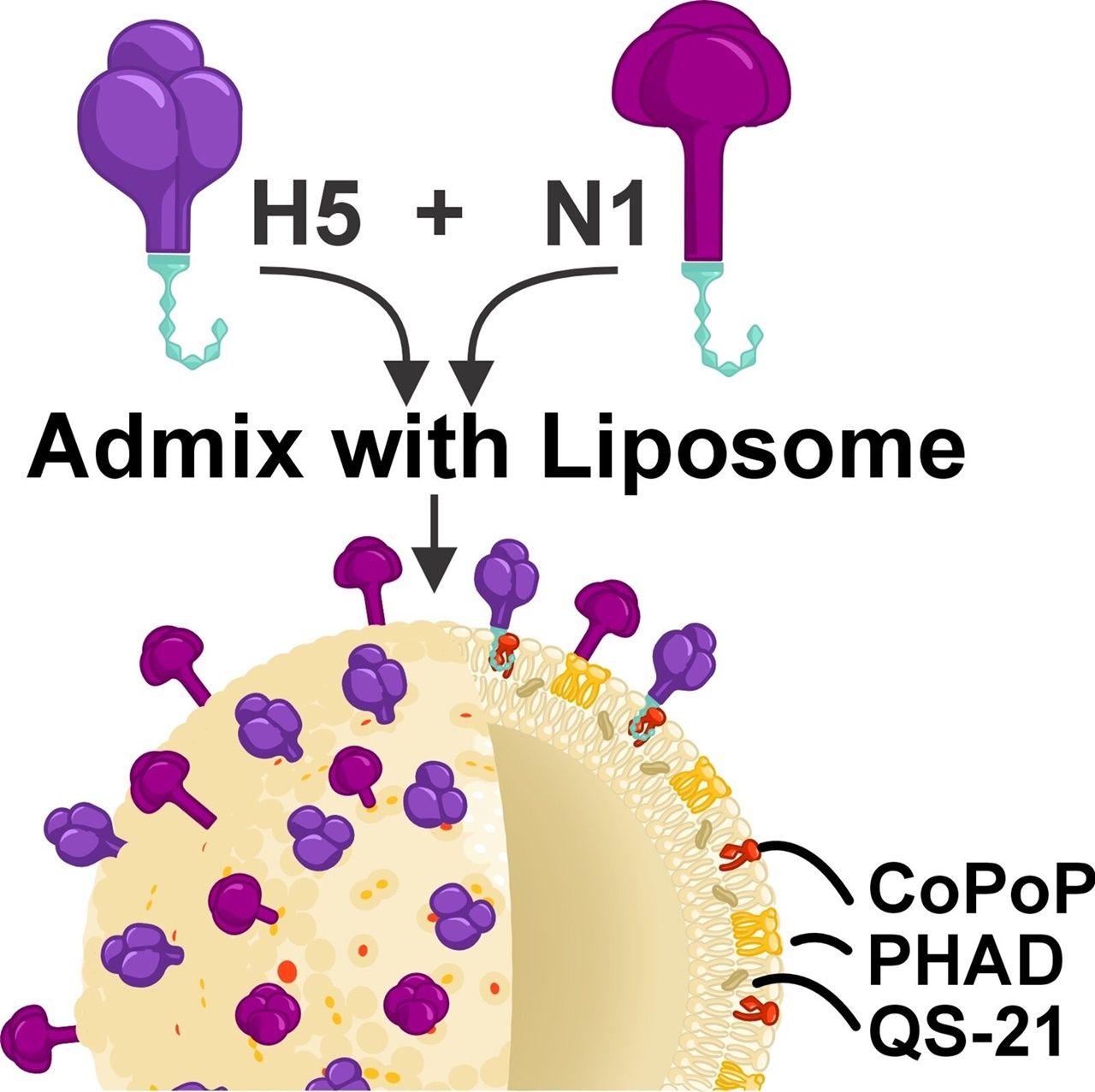 조류독감 백신 플랫폼 / 출처 : 버팔로 대학교