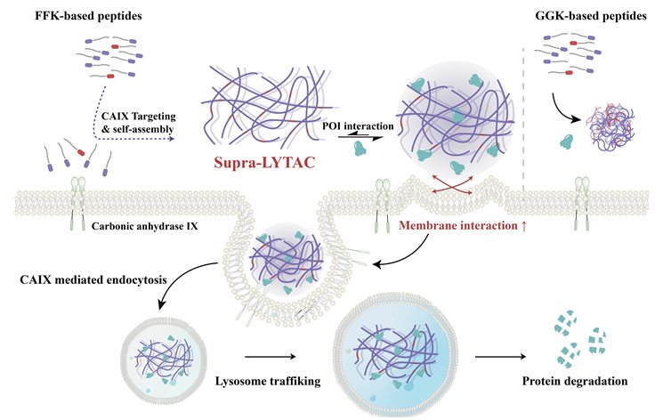 암 특이적 CAIX를 표적으로 하는 나노복합체인(Supra-LYTAC) 형성 과정 및 단백질 분해 메커니즘 / 출처 : UNIST