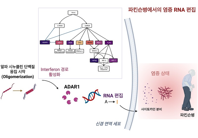 파킨슨병에서의 염증 RNA 편집 모델 도식 / 출처 : 카이스트 연구뉴스