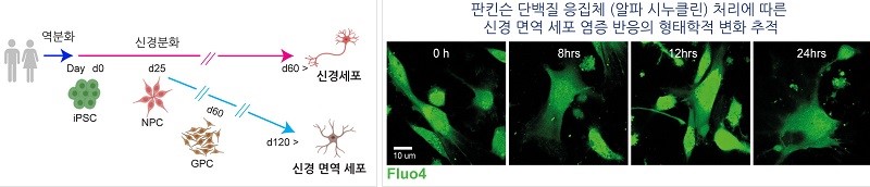 파킨슨병 원인 물질인 알파-시누클레인이 RNA 편집으로 인해 파킨슨병으로 진행될 가능성이 있다는 것을 확인했다 / 출처 :  카이스트 연구뉴스