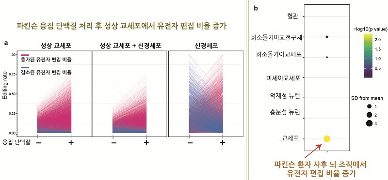 파킨슨 응집 단백질 처리 후, 성상 교세포(별세포)에서 유전자 편집 비율 증가 / 출처 : 카이스트 연구뉴스