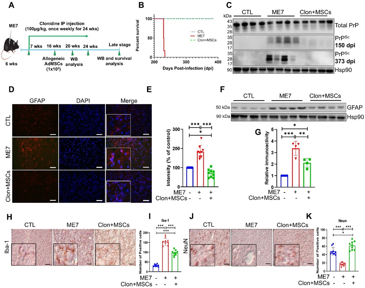 클로니딘과 중간엽 줄기세포를 함께 투여한 결과, 프리온 질환의 진행이 억제됐다 / 출처 : Molecular Neurodegeneration