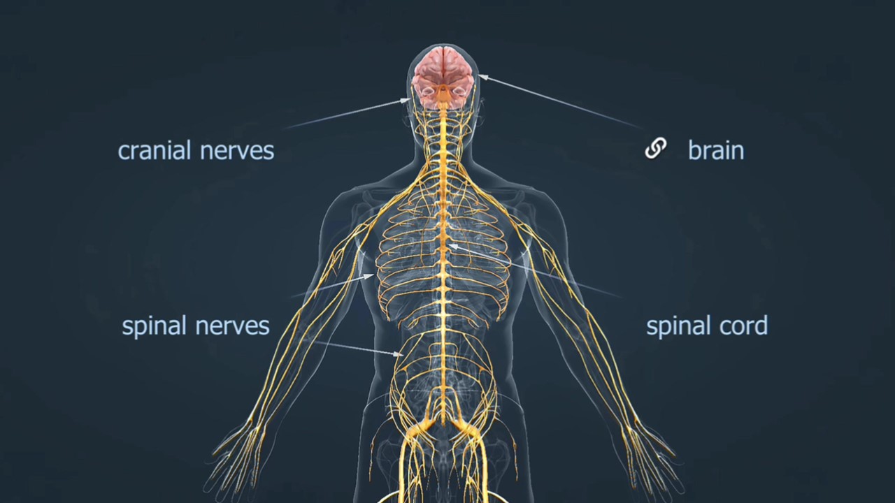이미지 출처 : Motion Elements
