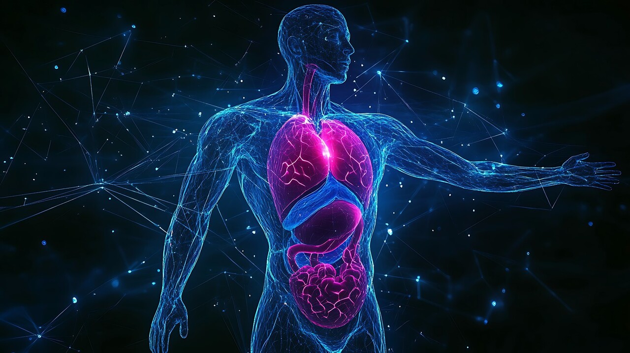 사상의학에서는 체질마다 장기의 상대적 기능과 '핵심이 되는 에너지'가 다르다고 이야기한다 / 이미지 출처 : Motion Elements