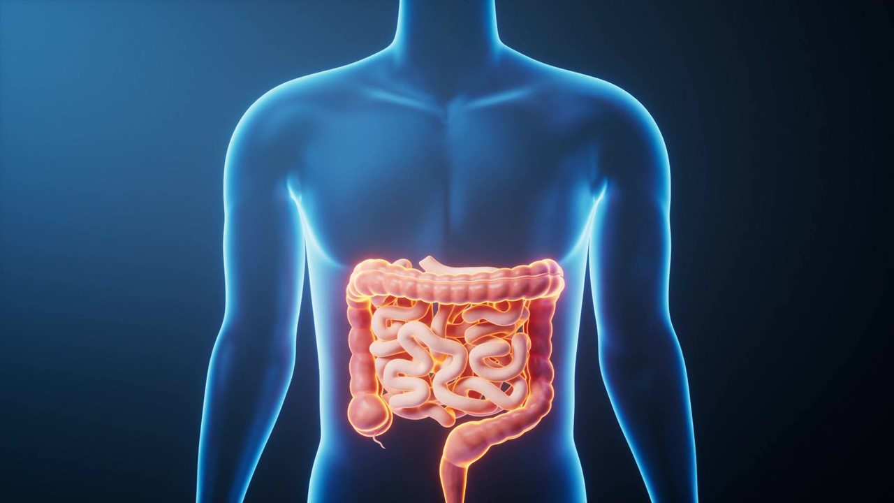 실험적으로 증명하기 쉽지는 않지만, 날씬한 사람들에게만 있는 장내 미생물이 존재한다는 증거는 여럿 있다 / 이미지 출처 : Motion Elements