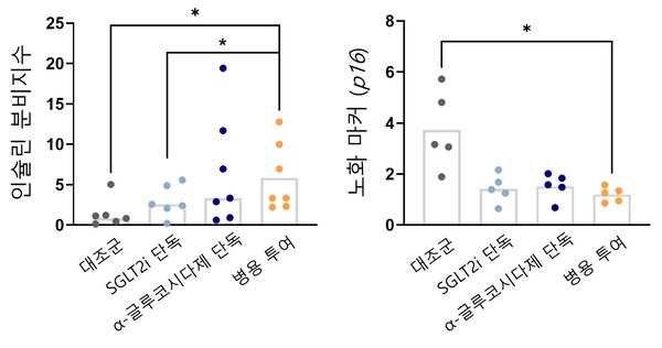 [그래프] 병용 투여군에서 인슐린 분비지수(왼쪽)가 가장 높았고, 노화 마커 p16 발현(오른쪽)이 가장 낮았다. 즉, 병용 투여가 인슐린 분비 향상과 노화 억제에 가장 효과적이었음을 시사했다 (2)