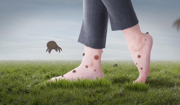 [사진1] 가을만 되면 찾아오는 불청객, ‘진드기 매개 감염병’(클립아트코리아 제공) 